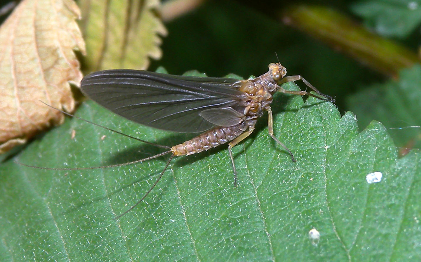 Serratella ignita
